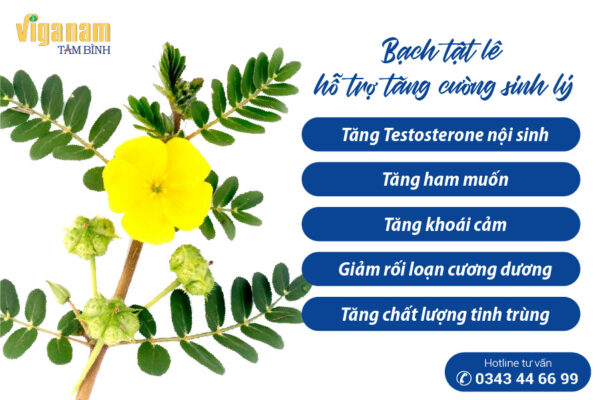 tác dụng của bạch tật lê